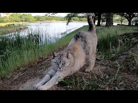 顔を見ると背伸びをする野良猫が可愛過ぎる