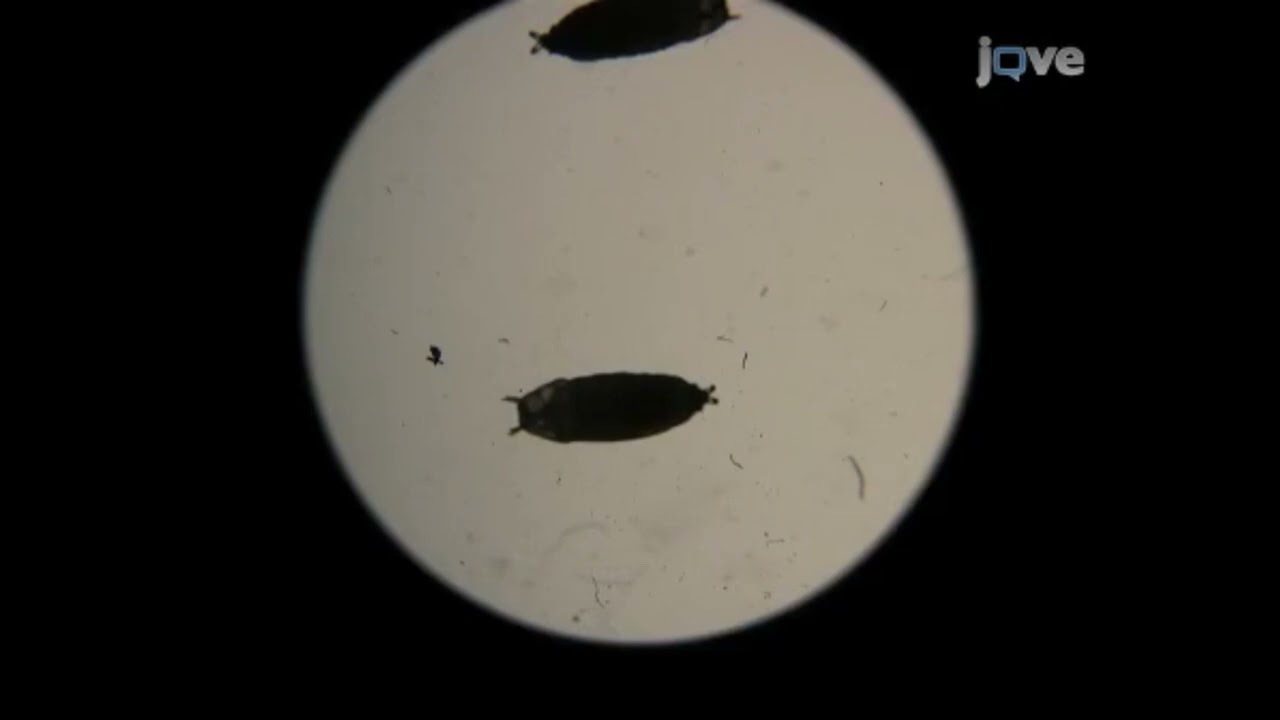 Investigation of body size alterations to assess morphological scaling patterns in Drosophila