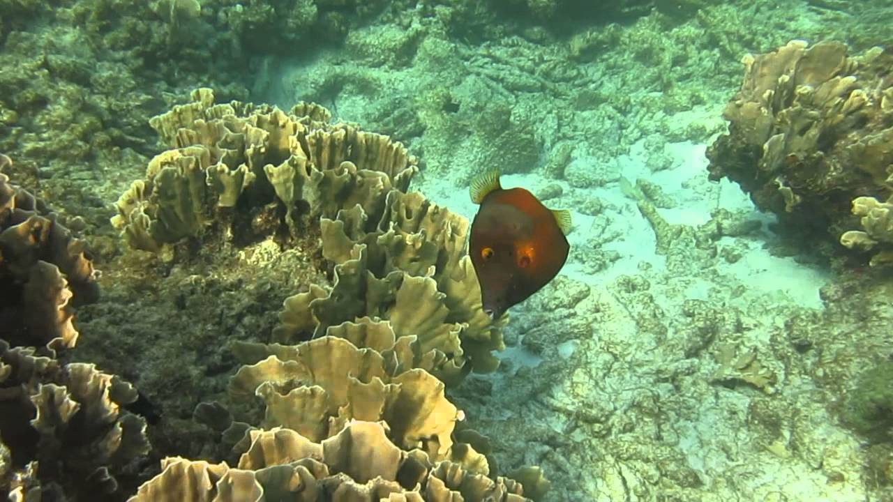 White spotted filefish