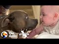 The Wildest Pittie Eats Out Of His Baby Sister's Hands | The Dodo Pittie Nation