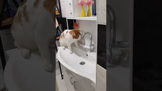 Pamuğun Çeşme Aşkı