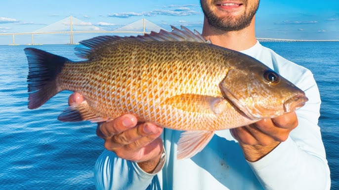 Simple Tips To Chum Up Mangrove Snapper To The Surface - Florida