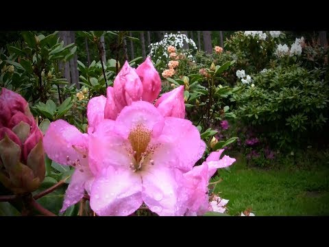 Video: Rhododendron Geel (17 Foto's): Beskrywing Van Die Variëteite 