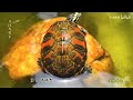 火焰龟40问之第12问：火焰龟的饲养环境怎么布置？