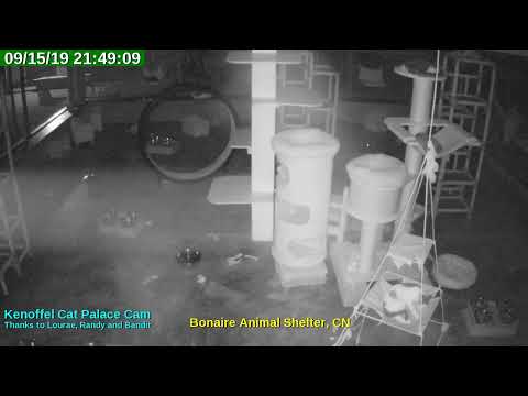 video editing software free Animal Shelter Bonaire Live Stream