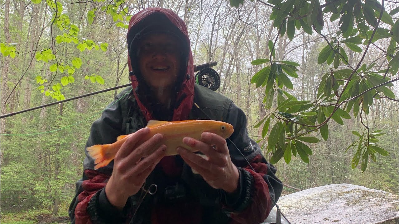 Trout Fishing Cranberry River, WV (I caught my first gold trout on my