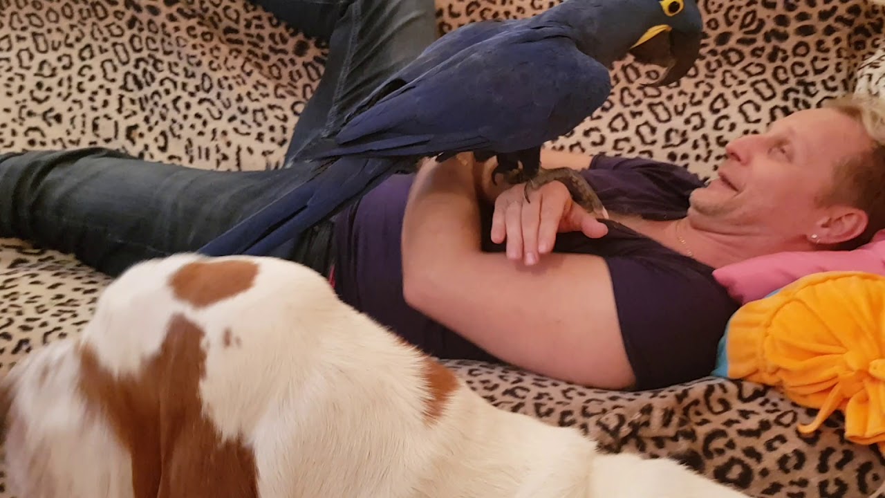 Ромуля и папа. Гиацинтовый Ара валяется на диване.