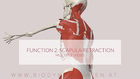 Latissimus Dorsi Functions Part 2: Scapula retraction (3D ANIMATION)