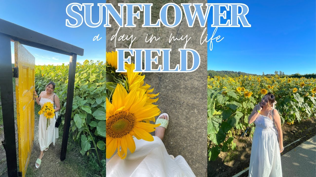 එකපිට තුන්වෙනි අවුරුද්දෙත් Sunflower Farm එකකට ගියා |Summer  එකේ උපරිම දේවල් කරන මම | Franklin Farm