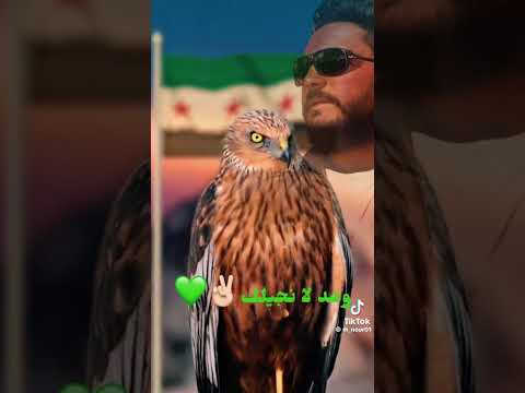 بالشاهين اجينا