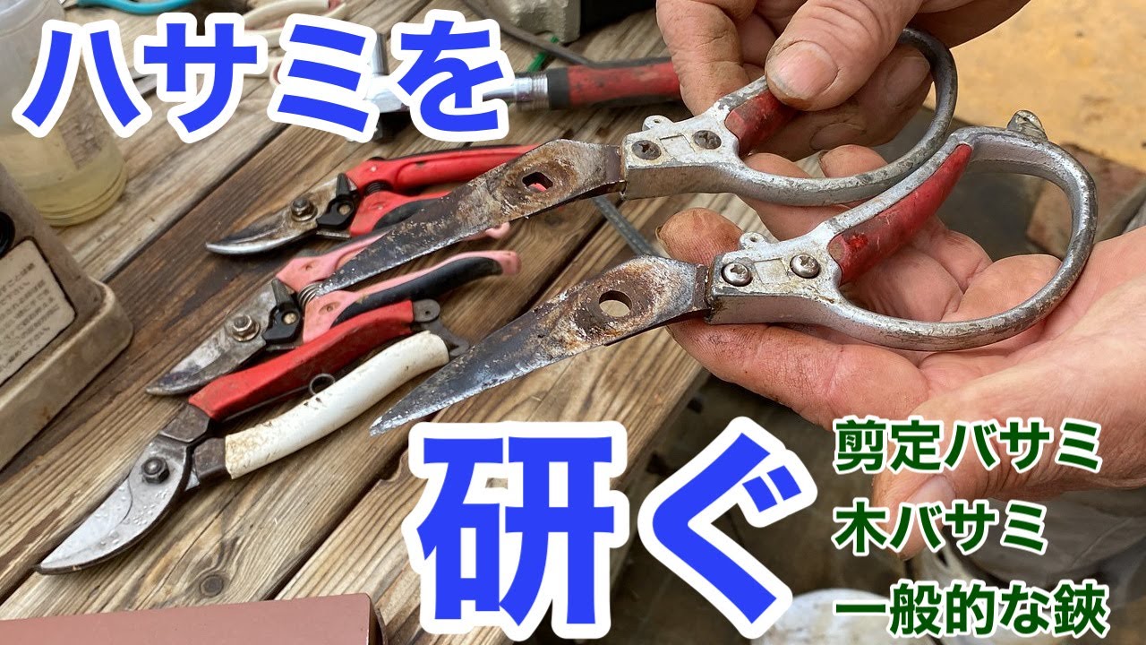 剪定バサミ、木バサミをばらして研ぐ【バラ生産50年農家の場合】