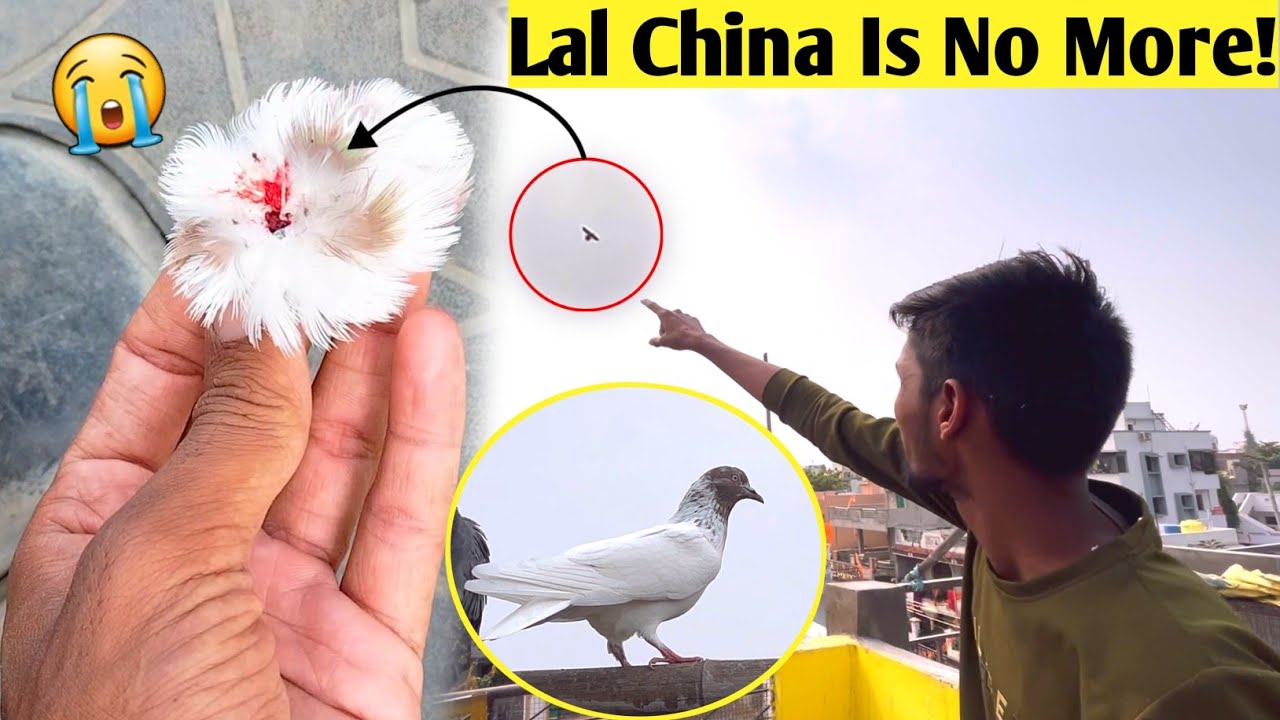 Lal China Kabootar Is No More 😭 Falcon Attack
