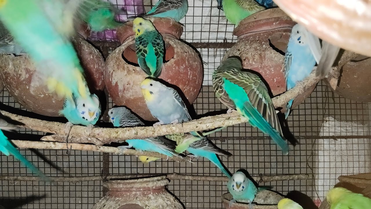 Ravi Birds is live!🤩 - YouTube