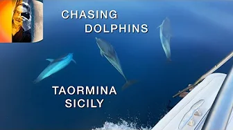 Chasing Dolphins Taormina Sicily 4K