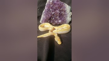 Beautiful Spider Banana ball python.sample photo shoot