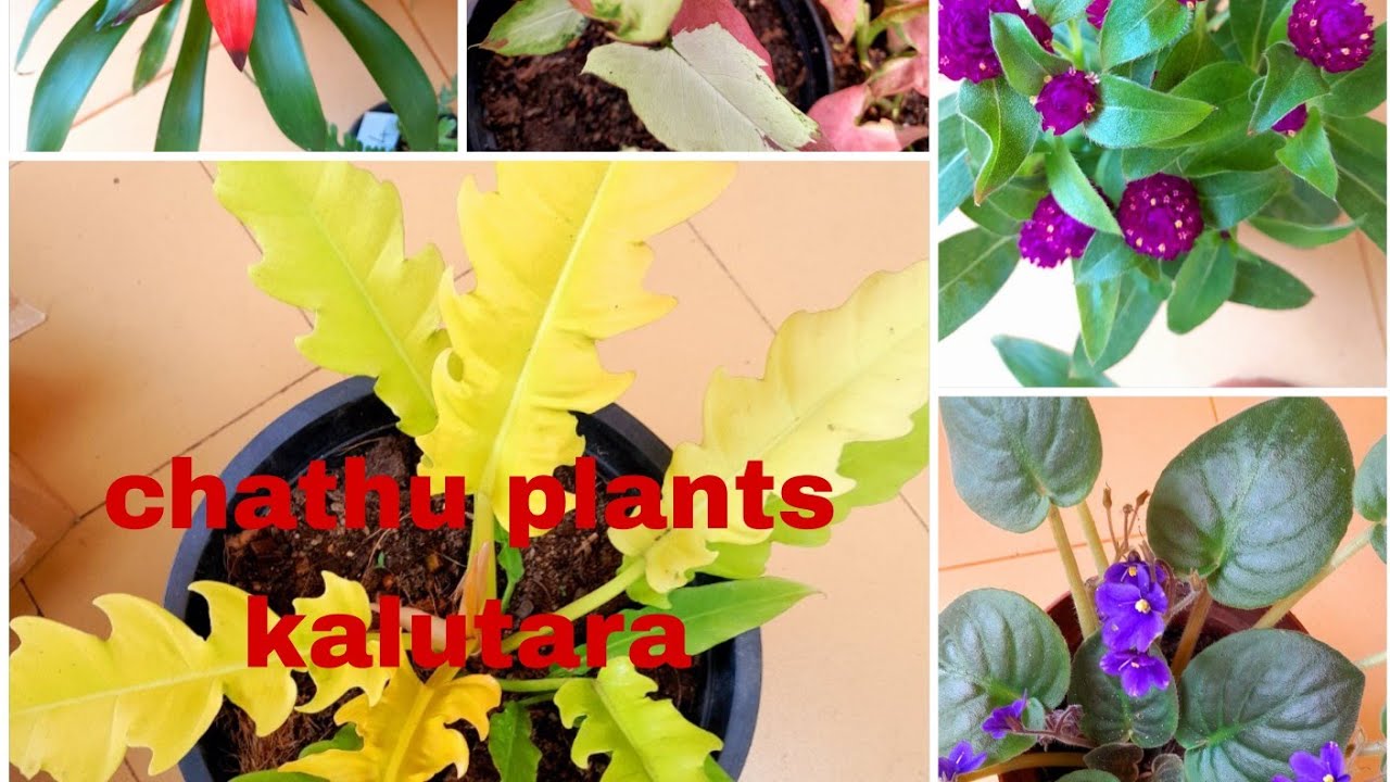 26 මල් සේල් කළුතර  💐💐🌹0779903012