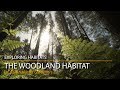 The woodland habitat  exploring habitats