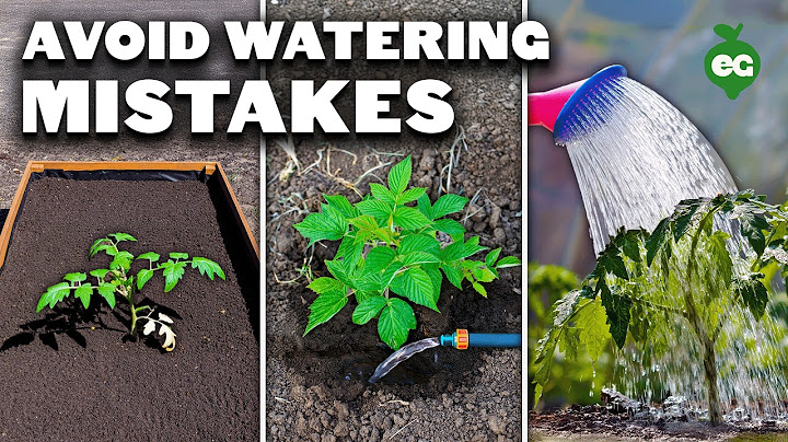 5 Watering Mistakes You're Probably Making