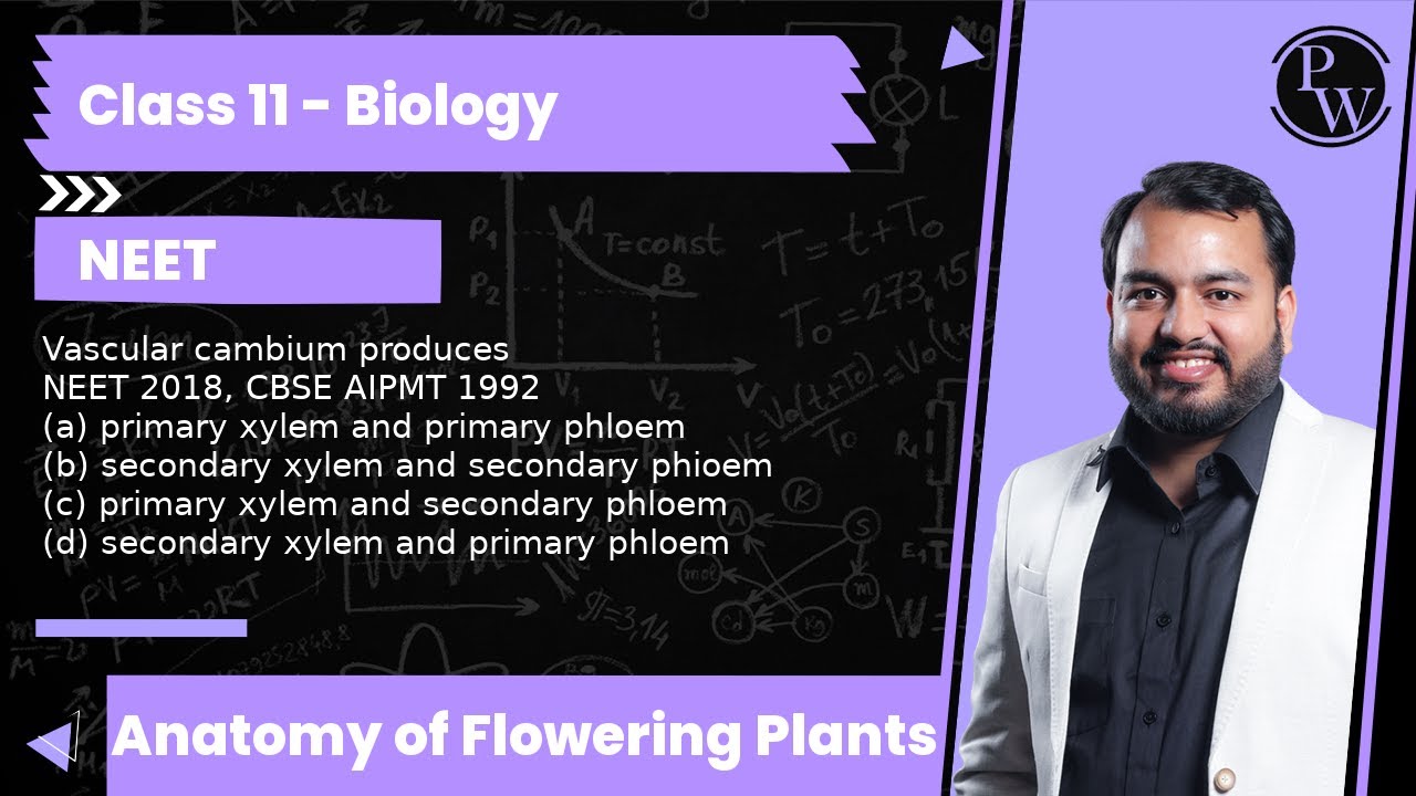 Vascular cambium produces NEET 2018, CBSE AIPMT 1992 (a) primary xylem and primary phloem (b