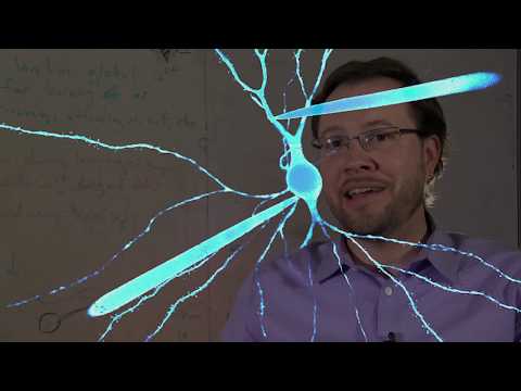 Video: Var finns dendriter i hjärnan?