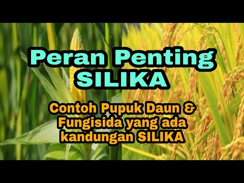 Video: Apakah Magma yang mempunyai kandungan silika paling tinggi?