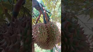 Waiting for the durian to ripen and fall to the ground #shorts #fruit #mexico #japan