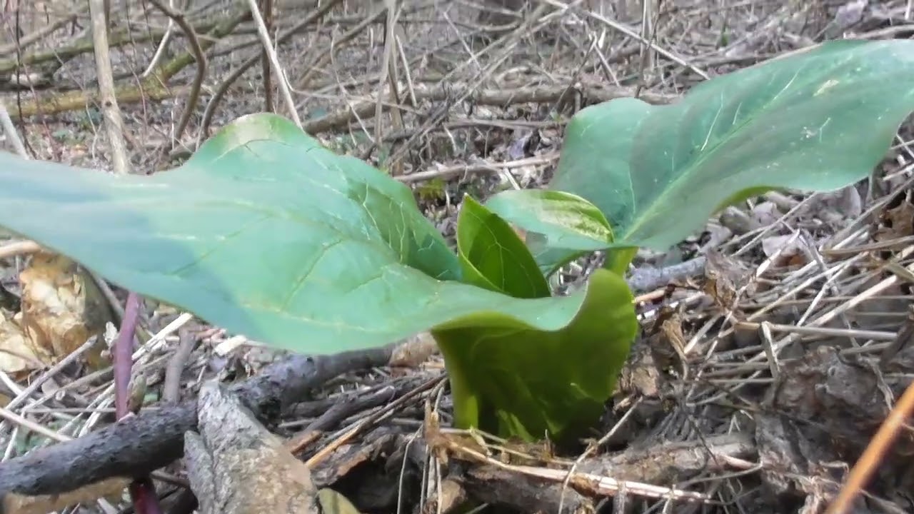 Arum maculatum is a woodland flowering plant species in the family Araceae.