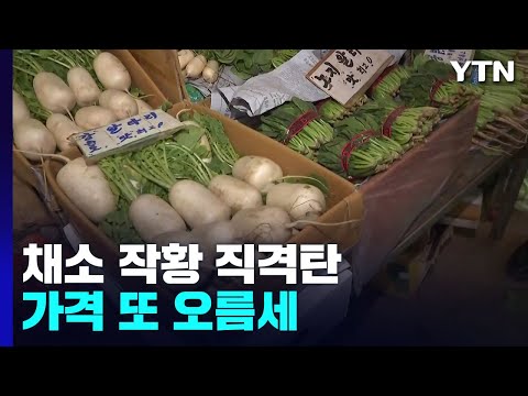 장마·폭염에 맥 못 추는 채소...작황 악화에 채솟값 또 급등 / YTN