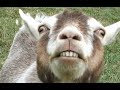 Top 10 funny goats  funniest goats best of