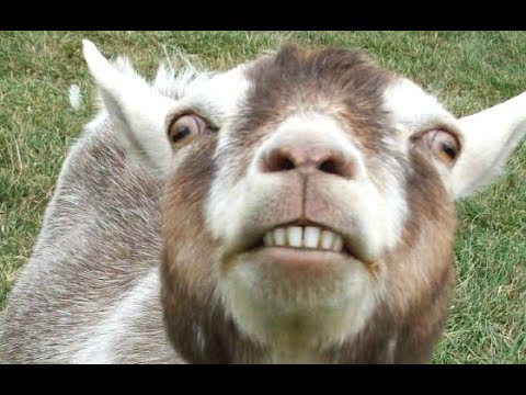 top-10-funny-goat-videos---funniest-goats-[best-of]