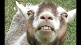 Top 10 Funny Goat Videos - Funniest Goats [Best Of]