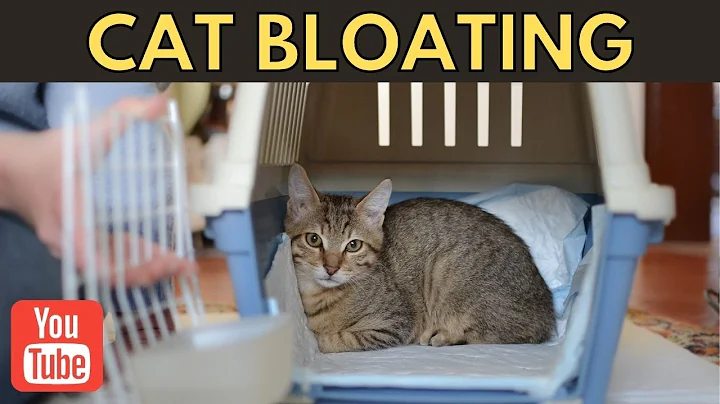 How to Treat and Prevent Bloating in Cats | Cats Facts - DayDayNews