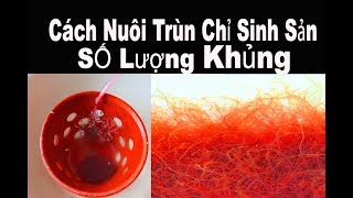 Hướng dẫn nuôi Trùn chỉ làm thức ăn cho cá hiệu quả cao