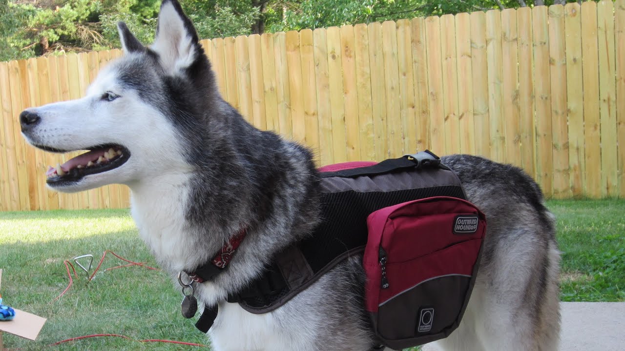 diy dog backpack diy dog backpack