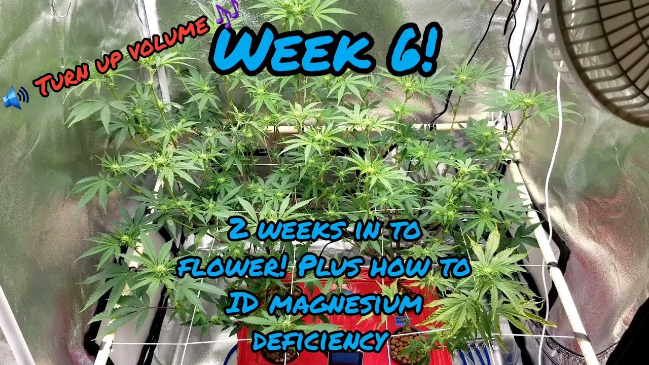 Week 6. How to ID magnesium deficiency. Using a EZHYDROGROW DWC kit and a Mars Hydro TSW2000 LED