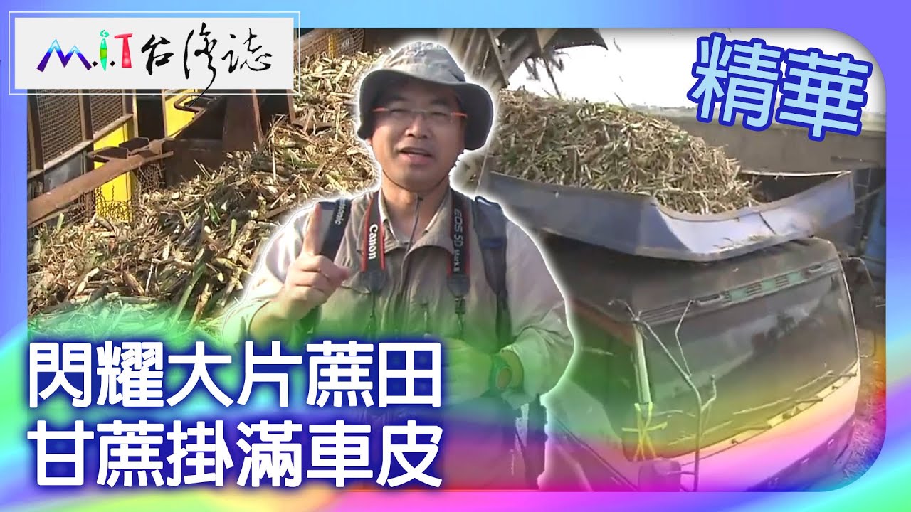 閃耀大片蔗田　甘蔗掛滿車皮｜雲林縣  麥覺明【 ‪‪‪‪ ‪‪‪‪‪‪‪‪‪‪‪‪‪‪‪‪‪‪‪‪‪‪‪‪‪‪‪‪ ‪‪‪@ctvmit  508集】