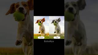 How Animals See The World