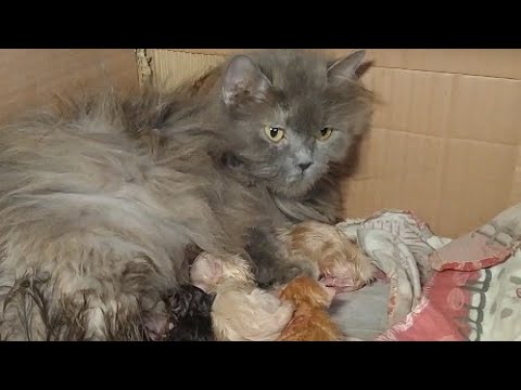 Persian Cat Gave Birth To 6 Cute Kittens || Unfortunately 1 Newborn