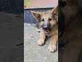 #newbornpuppy #newbornpuppies #germanshepherd #germanshepherdpuppy #dog #doglover #doglife #dogs