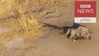 密猟でアフリカのゾウ激減　あちらにもこちらにも死体