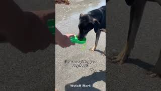 This Viral Dog Water Bottle Makes Travel So Easy! 🚗🐾