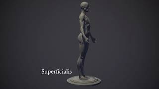 Female Anatomy Kit Layers