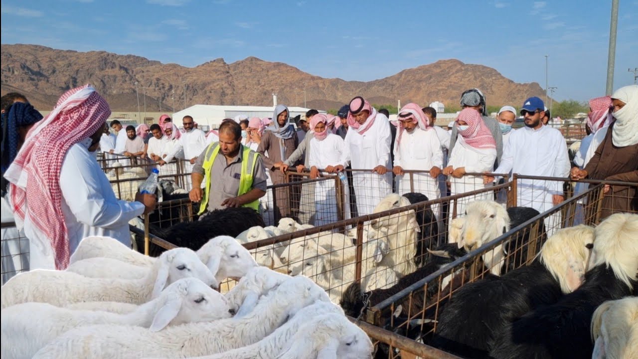 أسعار أضاحي العيد في حراج الغنم اليوم بالمدينة المنورة🇸🇦 أسعار الغنم يوم 7 ذو الحجة🐏🐑