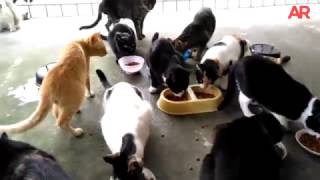 Patricia Abadía y Juan Carlos Peralta conviven con 30 gatos