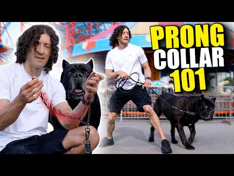 Prong Collar 101: Control Reactivity In Your Cane Corso