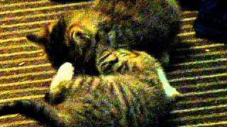 DSCF3540.AVI MHz kitties 3