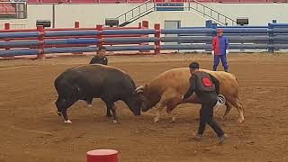 20190622 청도 소싸움 하이라이트_2nd, Korean Traditional Game, Bull Fighting