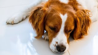 The Joys of Owning a Brittany Dog A Day in the Life Vlog