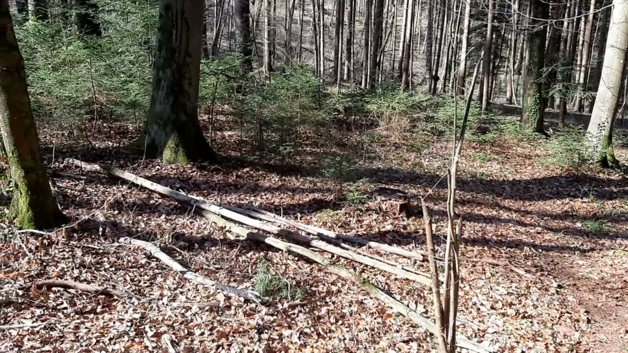 Fahrt mit SteyrN182a (nicht ohne Probleme)