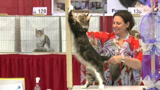 Cat show competition levels.